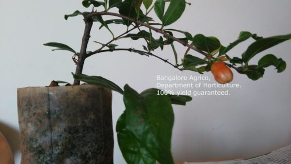 Pomegranate Plant - High Yield Pot Variety