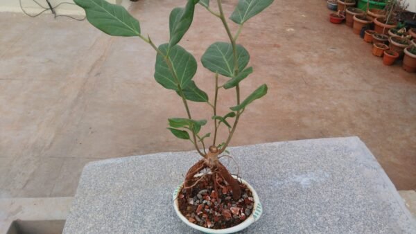 Indian Banyan Tree Bonsai (Ficus benghalensis) - Live Plant