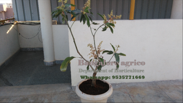 Bonsai Mango Tree - Live Plant - 4-8 Years