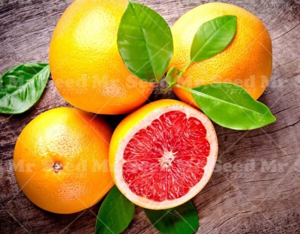 IMPORTED BONSAI - GRAPE FRUIT POMELO ORANGE - DWARF PLANT SEEDS 10 NOS - BANGALORE AGRICO