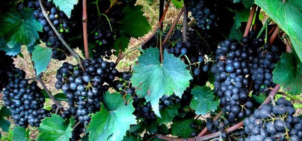 Black grapes, Kala angoor - Plant
