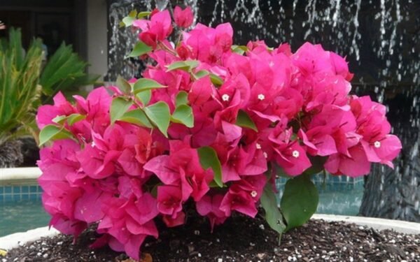 Bougainvillea Dwarf (Pink) - Plant