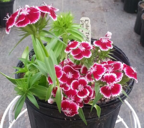 Dianthus (Red White) - Plant - Image 2