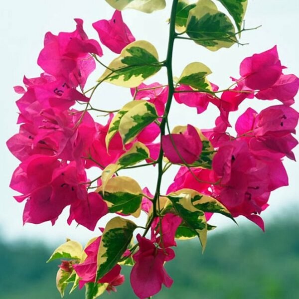 Bougainvillea Dwarf (Pink) - Plant - Image 3