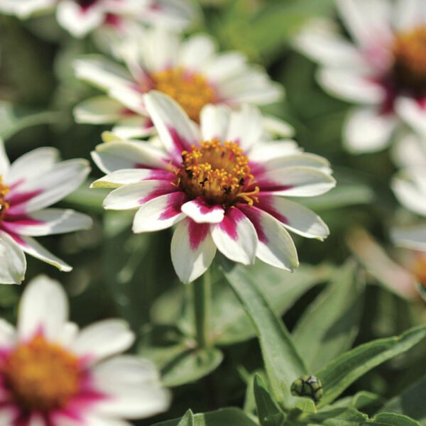 Zinnia Flowering Plant - Image 10