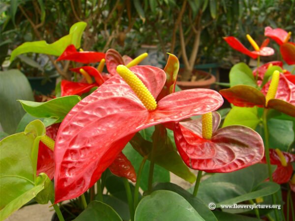Red Anthurium (Anthurium andraeanum)
