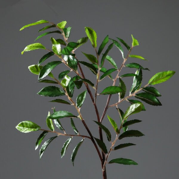 Olive Tree (Olea europaea) - Image 2