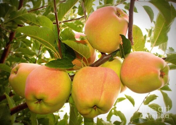Golden Apple, Malus - Plant