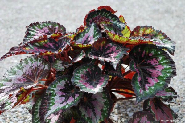 Rex Begonia (Begonia rex-cultorum) - Image 4