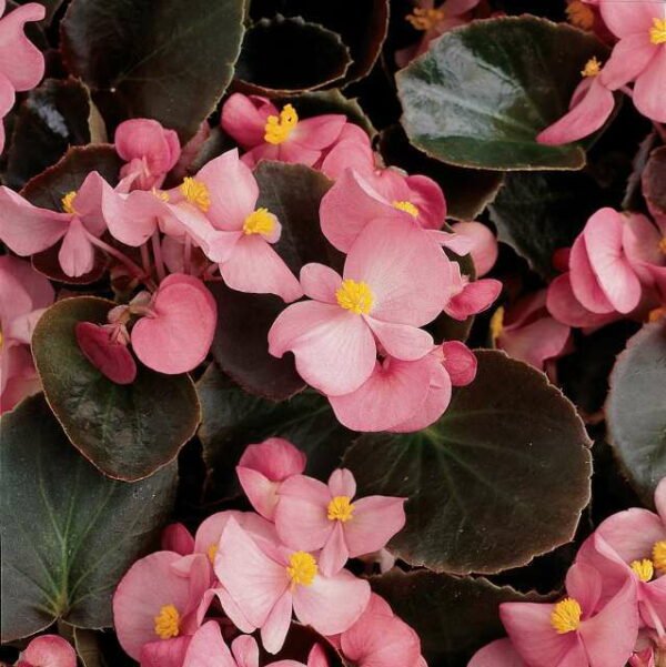 Begonia (Pink Flower with Dark Green Leaves) - Plant