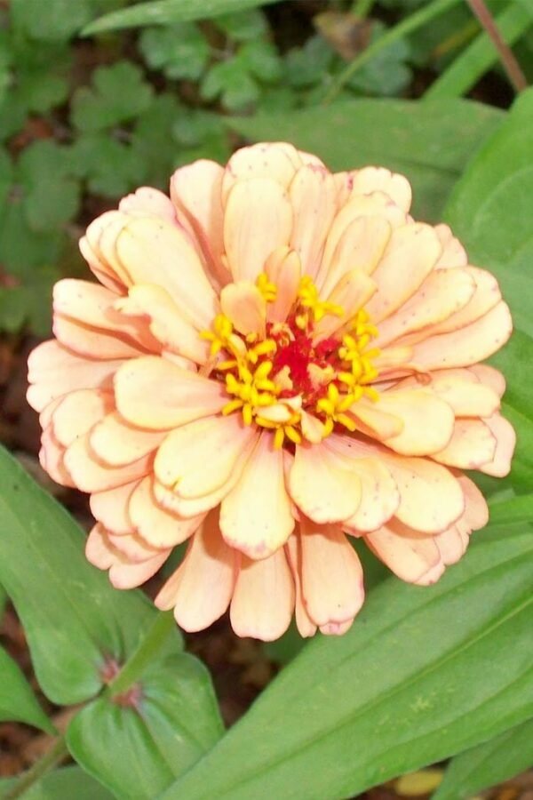 Zinnia Flowering Plant