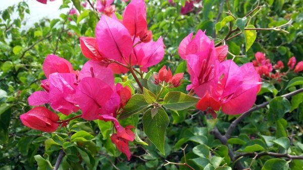 Bougainvillea Dwarf (Pink) - Plant - Image 2