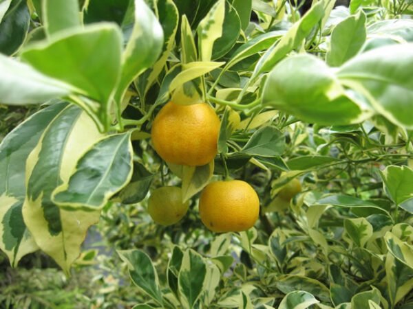 Ornamental Orange Variegated - Plant - Image 2