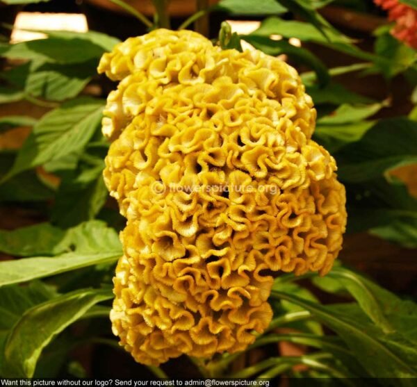 Celosia Cockscomb (Yellow) - Plant