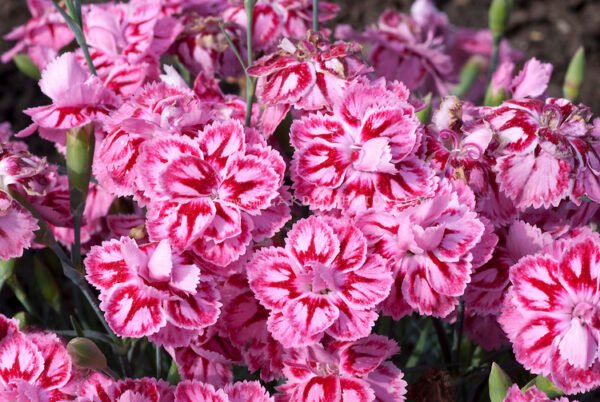 Dianthus (Pink Red) - Plant - Image 2