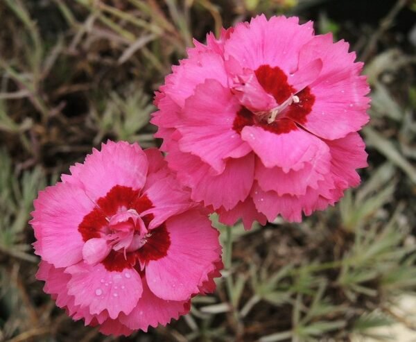 Dianthus (Pink Red) - Plant