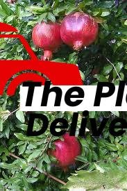 Pomegranate - Ornamental - Plant - Image 2