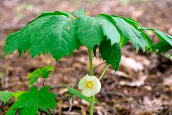Mayapple, Ban kakri, Podophyllum Peltatum - Plant - Image 2