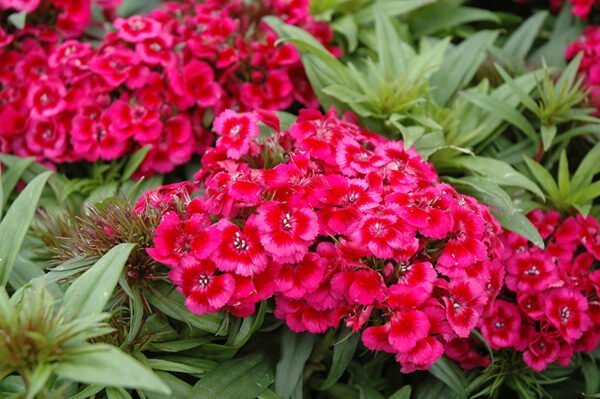 Dianthus Plant (Dianthus caryophyllus) - Image 4