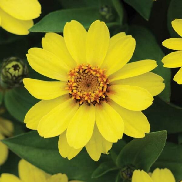 Zinnia Flowering Plant - Image 8