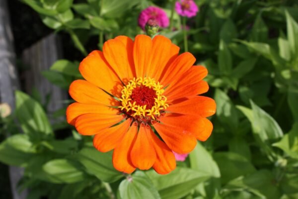 Zinnia Flowering Plant - Image 4