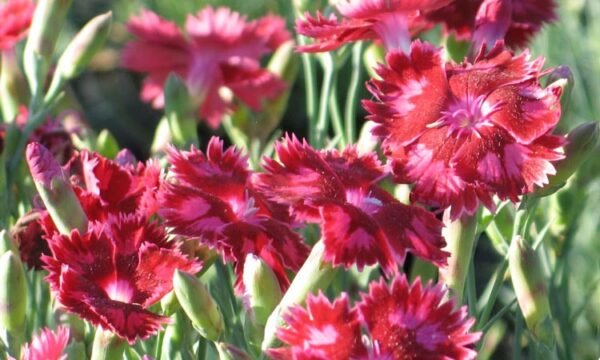 Dianthus (Pink Red) - Plant - Image 3