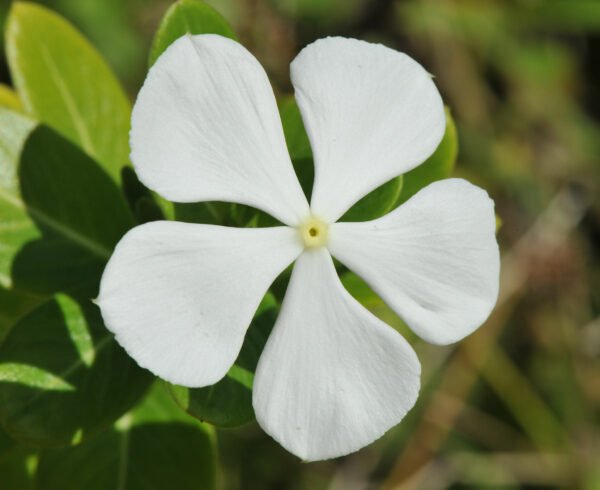 plantslive_vinca_flower_plant