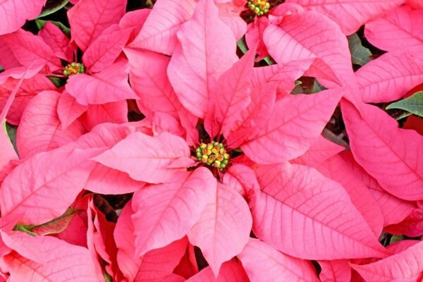 Poinsettia Plant (Euphorbia pulcherrima) - Image 13
