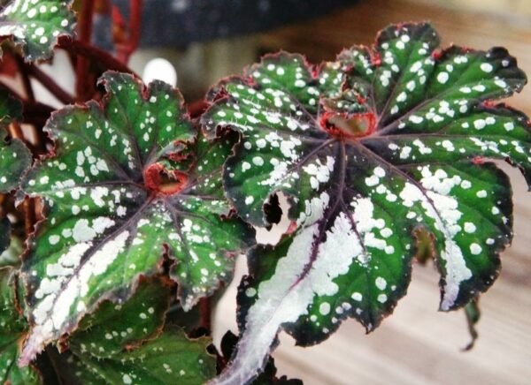 Rex Begonia (Begonia rex-cultorum) - Image 3