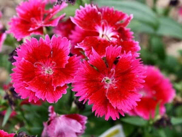 Dianthus Plant (Dianthus caryophyllus)