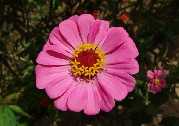 Zinnia Flowering Plant - Image 6