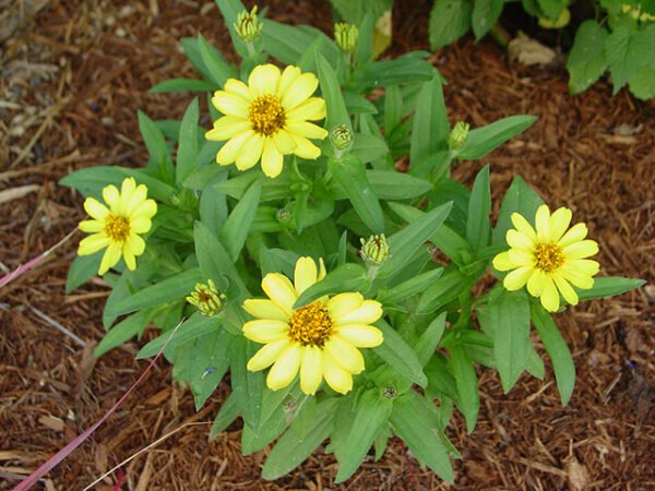 Zinnia Flowering Plant - Image 9