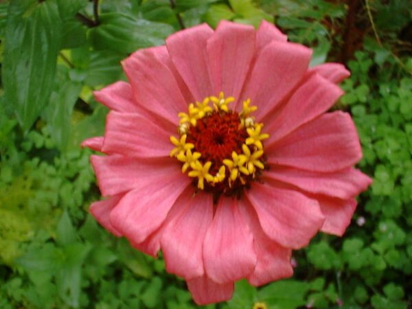 Zinnia Flowering Plant - Image 3