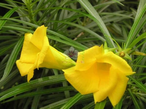 Cascabela Thevetia, Yellow Oleander, Bitti (Yellow) - Plant - Image 2