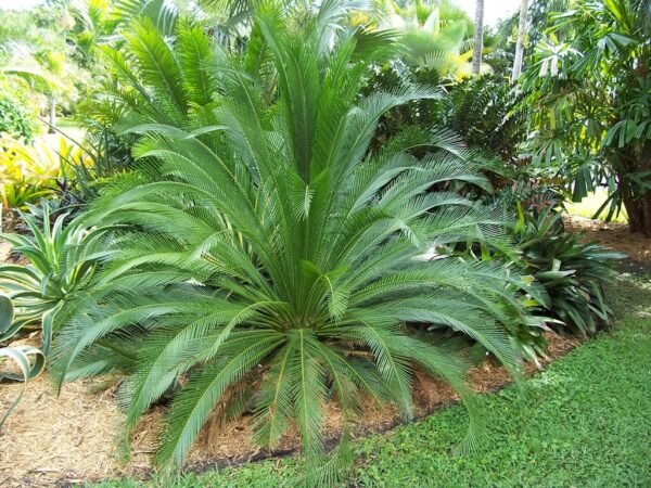 Macrozamia moorei - Cycad Plant