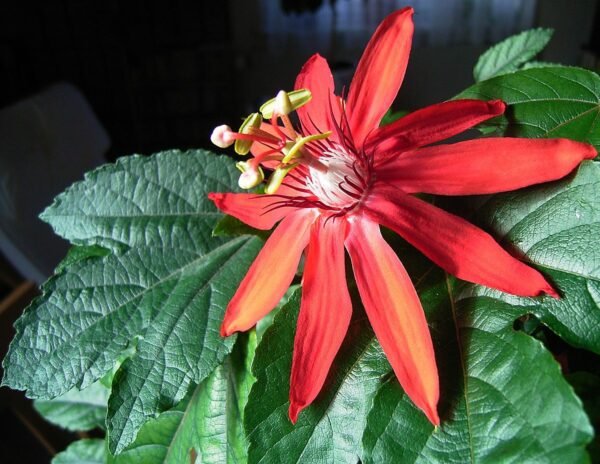 Passiflora Vitifolia Plant - Exotic Crimson Passionflower