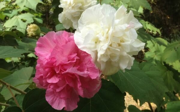 Hibiscus Mutabilis - The Confederate Rose Plant - Image 2