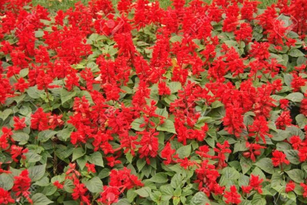 Salvia Plant (Salvia officinalis) - Image 2