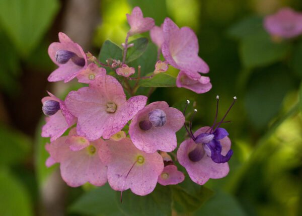 Holmskioldia sanguinea - Plant