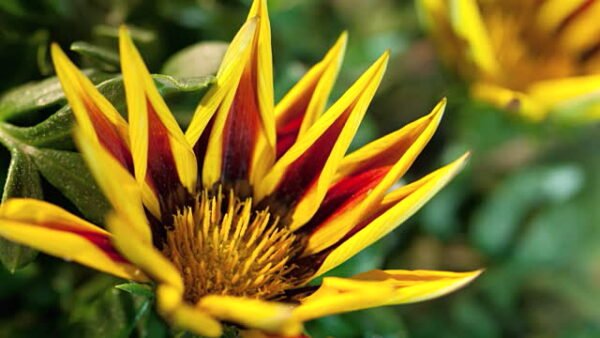 Gazania (Yellow-Orange) - Plant - Image 2