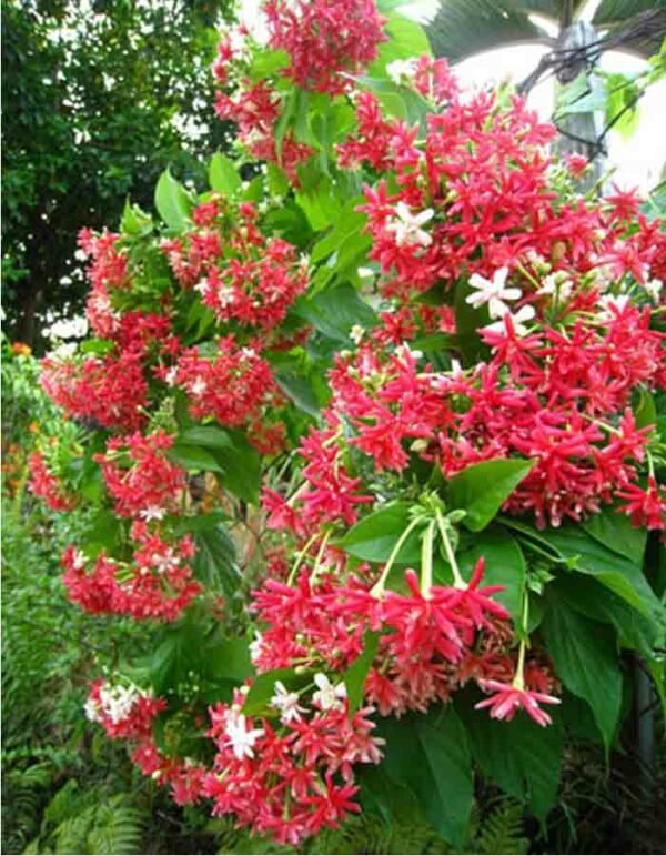 Madhumalti Dwarf, Rangoon Creeper - Plant - Image 2