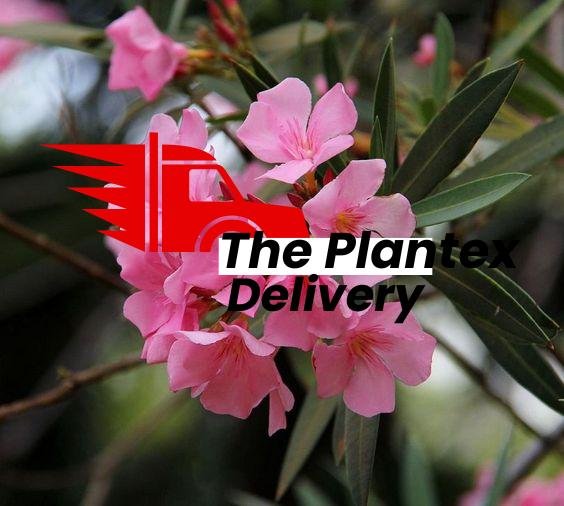 Kaner, Nerium Oleander (Pink, Single) - Plant