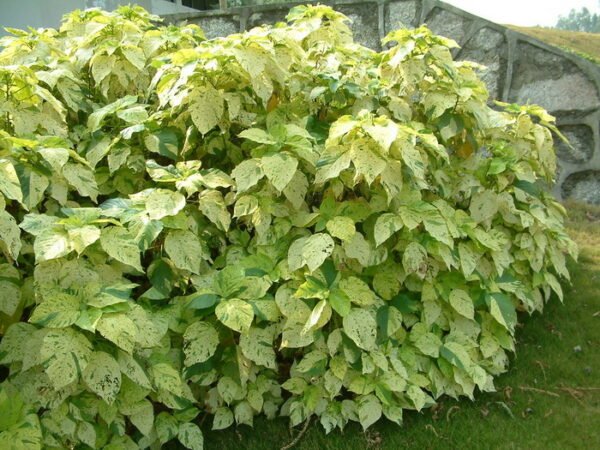 Acalypha Wilkesiana Java White - Plant - Image 2