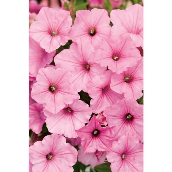 Vibrant Petunia Plants (Seasonal Varieties) - Image 3