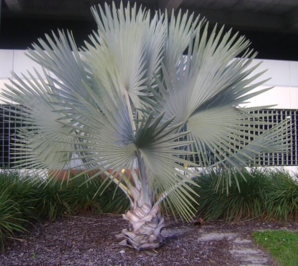 Ruffled Latan Palm (Licuala grandis)