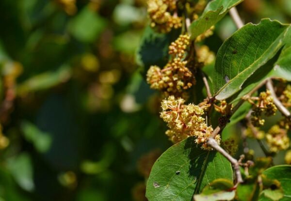 Anogeissus Acuminata - Plant