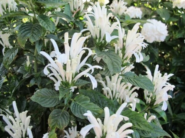 Brazilian Plume (White) - Plant - Image 2