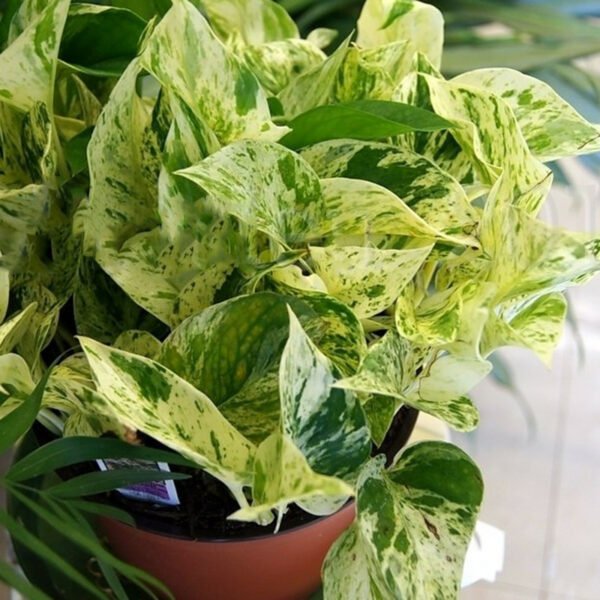 Money Plant Marble Prince - Plant - Image 2