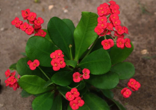 Euphorbia - Plant - Image 2