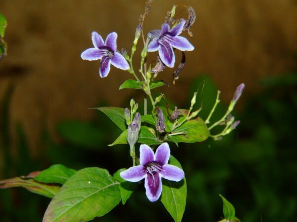 Asystasia intrusa - Plant - Image 2